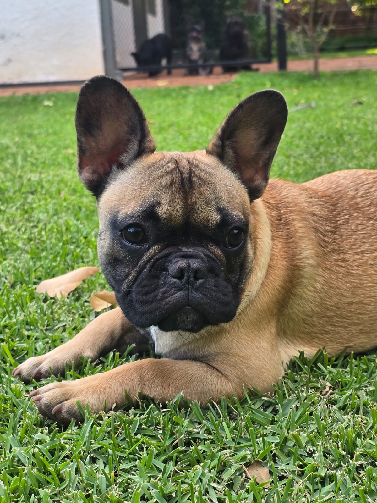 Chaos of A’VanMos French Bulldogs · First Litter Due 28 September 2026