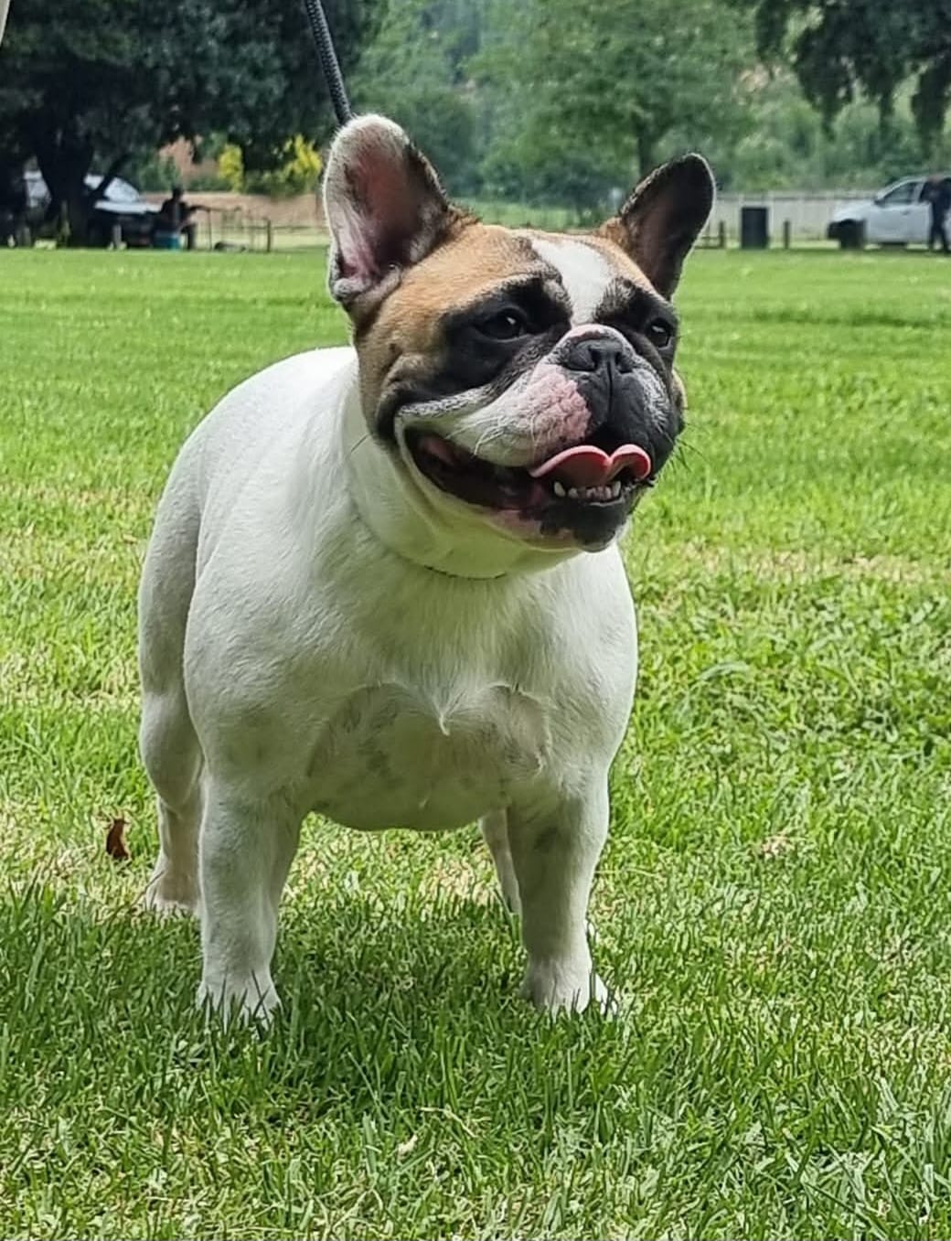 Show Stopper A.K.A Aurora of A’VanMos French Bulldogs · Litter Due 10 October 2026