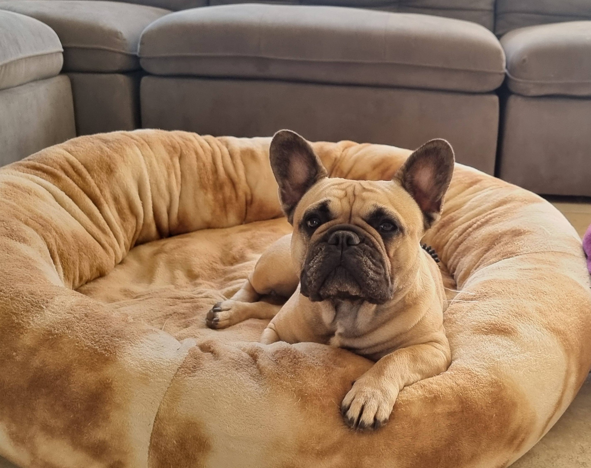CH Storm of A’VanMos French Bulldogs - Litter Expected 12 October 2026